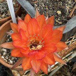 Rare Cactus