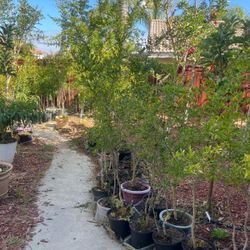 Sweet American Tree For Sale