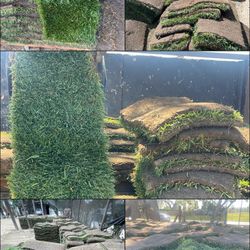 Grass And Sprinklers $3 Per Sq/ Ft