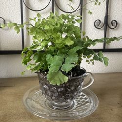 Maiden Hair Fern In Antique Fostoria Glassware