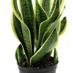 Mother In Laws Tongue Snake Plants Many Sizes 10in To 18 In Available In Pots