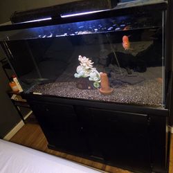 Fish tank