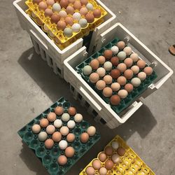 3 Dozen Fresh Farm Eggs -$10 (Frisco,TX)