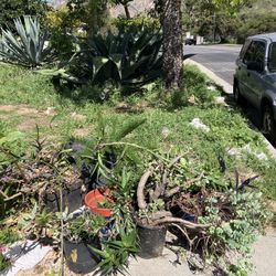 Curb Side Pick Up FREE Succulent’s