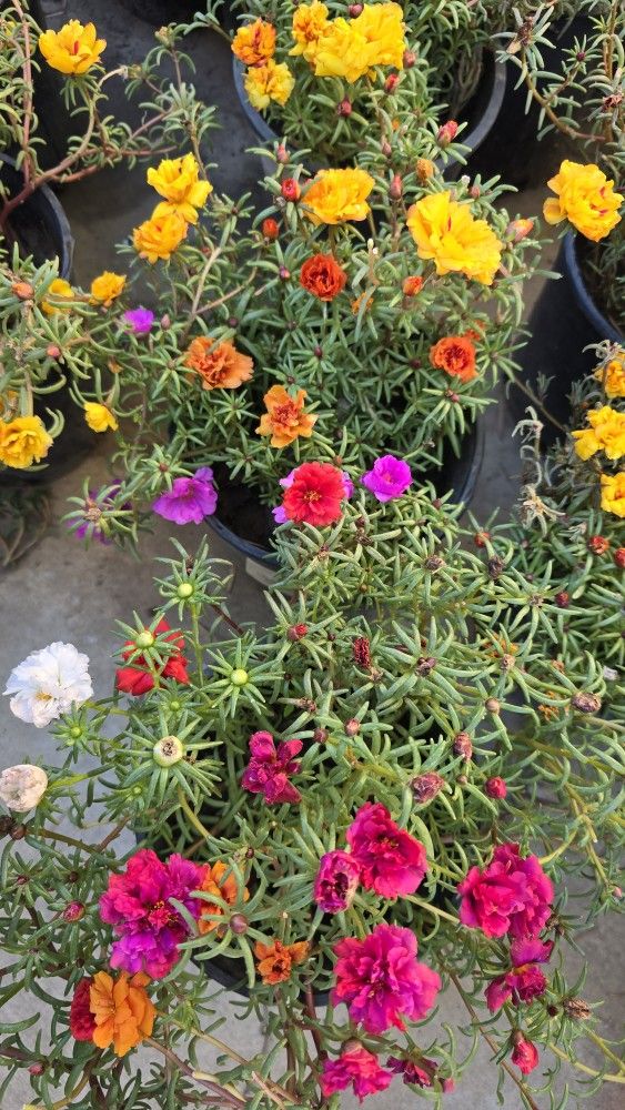 Portulaca Plants Moss rose 