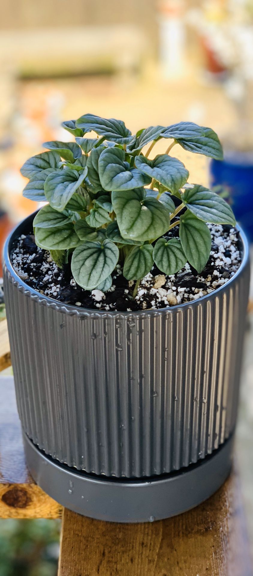 Live indoor Silver Ripple Peperomia house plant in a ceramic planter flower pot with base included —firm price