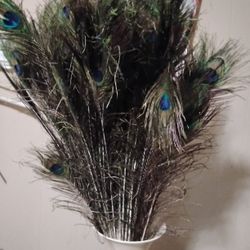Peacock Feathers