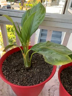 House plant (Aglaonema maybe)
