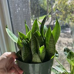 Sansevieria Snake Plant