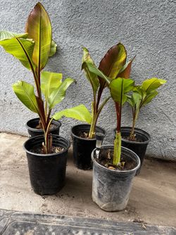 Red Banana Trees
