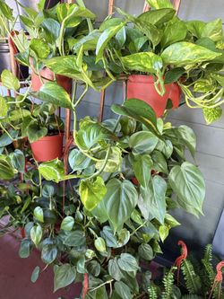 Tons of Houseplants for $18 each