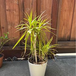 Plant Dragon With 9” Ceramic Pot