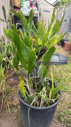 Potted Epiphyllum Cactus in Pot 3 available