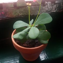 Corona Cristo De Rey Plant