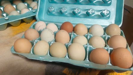 Fresh Farm Eggs – from my farm