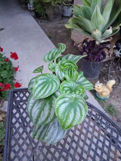 Small Peperomia Watermelon 🍉 Plant $15