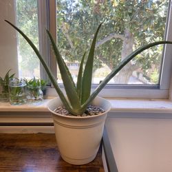 🌵🪴17" Tall Healthy Aloe Vera plant in white plastic pot