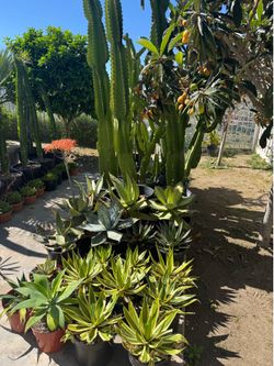 Wide variety of cactus and succulents plants