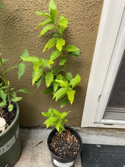 Muicle (honeysuckle)