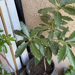 Decorative Green Plant In Pot