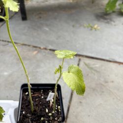 Okra