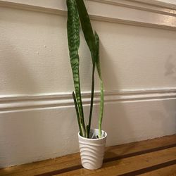 Snake Plant 
