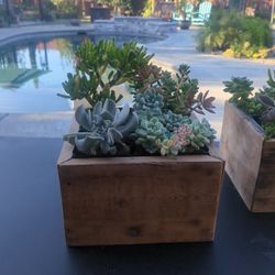 Succulent arrangement for Sale.  