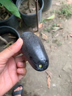 Arbolitos de aguacates ya injertados