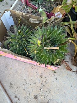 Succulents I have 8 of these
