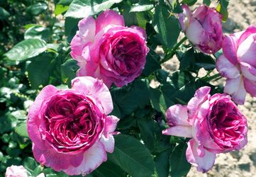 Rare European, Japan rose plants :       Thierry Marx