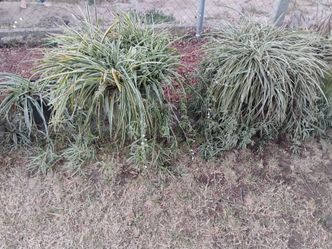 Plants for sale