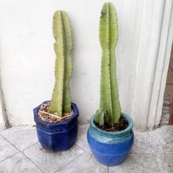 2 Cerous Peruvian Cactus