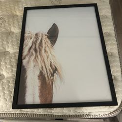 Horse Pictures 