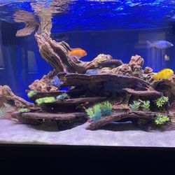 Beautiful 60 Gallons Deep Planet Aquarium Brand Fish Tank 