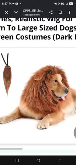 Lion dog mane