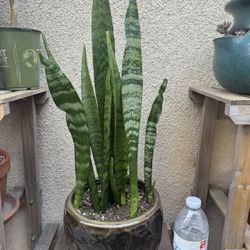 Beautiful Snake Plant/Lengua De Suegra 