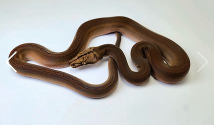 Snake/reptile photography