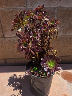 Black Rose Aeonium suculent Plant