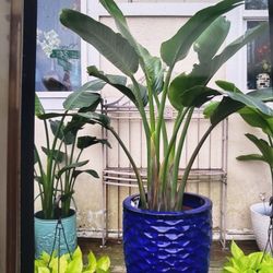 Beautiful 5ft White Bird Paradise Plants 