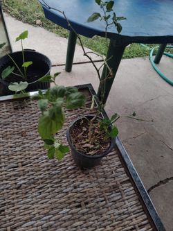 planta de chile piquín $5