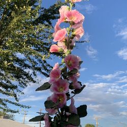 A bag of seeds for flowers pink plants