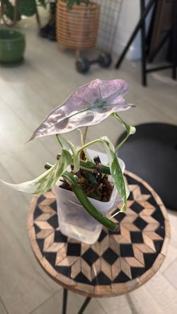 Pink Polly / Albo monstera