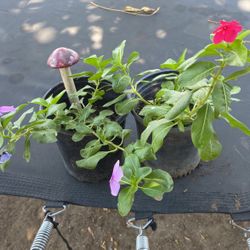Plants 
