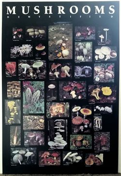 Mushrooms - 25"×37"