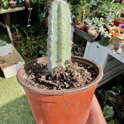 Succulent Cactus 🌵