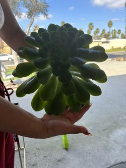 Plant