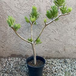 Lemon Bean Bush Tree 24”