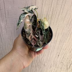4” pink high variegation alocasia bambino 