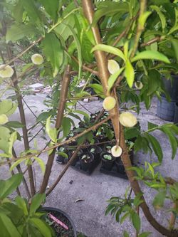 Fruiting peach trees