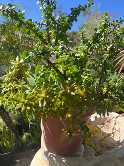 Very nice succulent plant